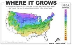 The Blues Colorado Spruce (Picea Pungens) - 6 Gallon Pot (4-5') -Cheap US Topiary Plant Store 3A 8A 20