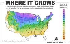 Magnus Purple Coneflower (Echinacea) - 1 Gallon Pot -Cheap US Topiary Plant Store 3a 8b 12