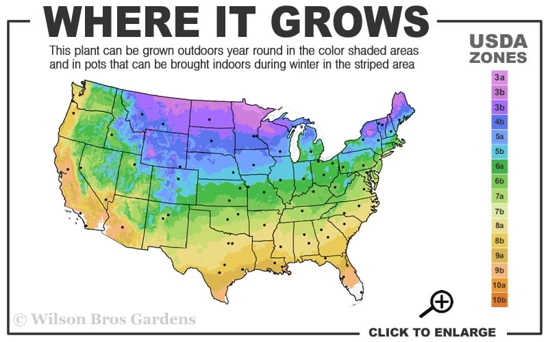 White Oak Tree (Quercus Alba) - 3 Gallon Pot 3 White Oak Tree (Quercus Alba) - 3 Gallon Pot - Image 3
