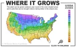 Pink Flamingo Clematis - 1 Gallon Pot 8 Pink Flamingo Clematis - 1 Gallon Pot -Cheap US Topiary Plant Store 3b 9b