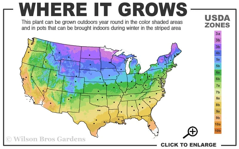 Pink Flamingo Clematis - 1 Gallon Pot 3 Pink Flamingo Clematis - 1 Gallon Pot - Image 3