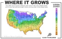 Purpurea Plena Elegans Clematis - 1 Gallon Pot -Cheap US Topiary Plant Store 4a 11 2