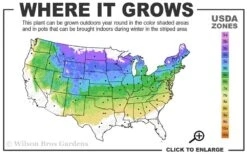 Vanderwolf's Pyramid Limber Pine (Pinus Flexilis) - 2 Gallon Pot -Cheap US Topiary Plant Store 4a 8a 2