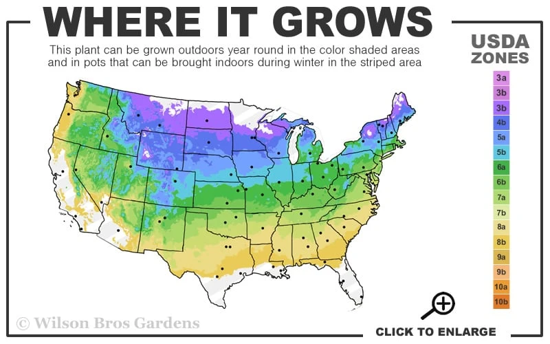 Golden Dwarf Hinoki Cypress (Tree Form Topiary) - Chamaecyparis Obtusa 'Nana Lutea' - 1 Gallon Pot 3 Golden Dwarf Hinoki Cypress (Tree Form Topiary) - Chamaecyparis Obtusa 'Nana Lutea' - 1 Gallon Pot - Image 3