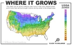 Vanilla Strawberry Hydrangea - 1 Gallon Pot -Cheap US Topiary Plant Store 4a 8b 35