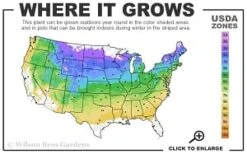 Horstmann's Silberlocke Korean Fir - 2 Gallon Pot -Cheap US Topiary Plant Store 4a 8b thumbnail 6