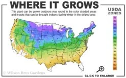 Miranda Climbing Hydrangea - 2 Gallon Pot -Cheap US Topiary Plant Store 4a 9a 1