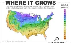 Let's Dance 'Can Do' Hydrangea - 2 Gallon Pot -Cheap US Topiary Plant Store 4a 9b 98