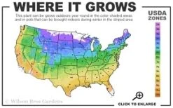 Elsa Spath Clematis - 1 Gallon Pot -Cheap US Topiary Plant Store 4a 9b thumbnail 2