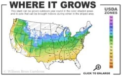 Solar Cascade Goldenrod (Solidago Shortii) - 1 Gallon Pot 8 Solar Cascade Goldenrod (Solidago Shortii) - 1 Gallon Pot -Cheap US Topiary Plant Store 5a 8b 1