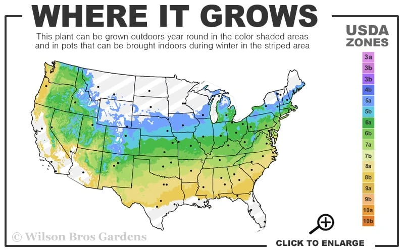 Highlights Arborvitae Thuja Janed Gold - 6 Gallon Pot 3 Highlights Arborvitae Thuja Janed Gold - 6 Gallon Pot - Image 3