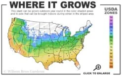 Early Evolution Hydrangea - 1 Gallon Pot -Cheap US Topiary Plant Store 5a 9b 63