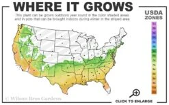 Perfecto Mundo Orange Azalea - 3 Gallon Pot -Cheap US Topiary Plant Store 6B 9B 14