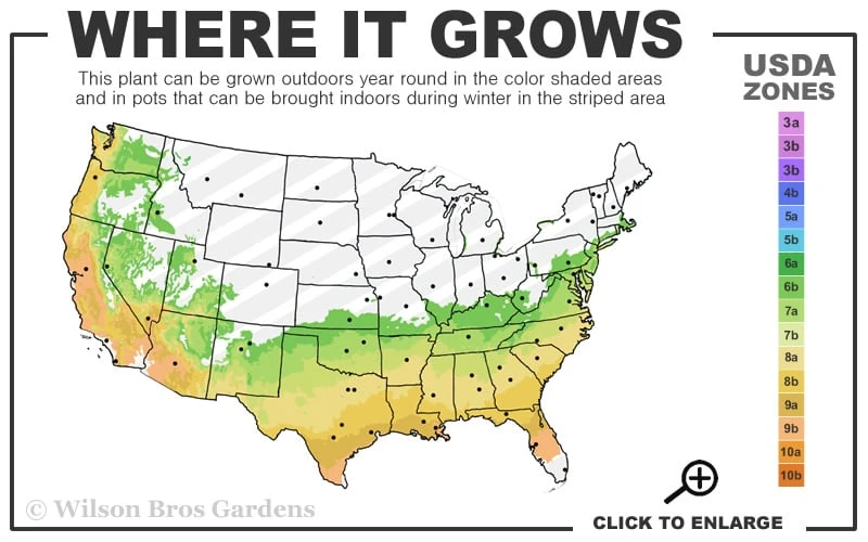 Autumn Debutante Encore Azalea - 1 Gallon 3 Autumn Debutante Encore Azalea - 1 Gallon - Image 3