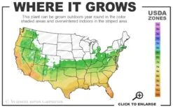 Pink Muhly Grass - Cotton Candy Grass - 2 Gallon Pot -Cheap US Topiary Plant Store 6a 10b