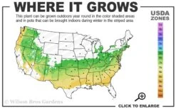 Judith Hindle Pitcher Plant (Sarracenia) - 2.5 Quart Pot -Cheap US Topiary Plant Store 6a 8b