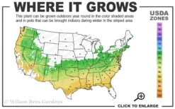 Sir Robert Dwarf Azalea - 3 Gallon Pot -Cheap US Topiary Plant Store 6a 9a