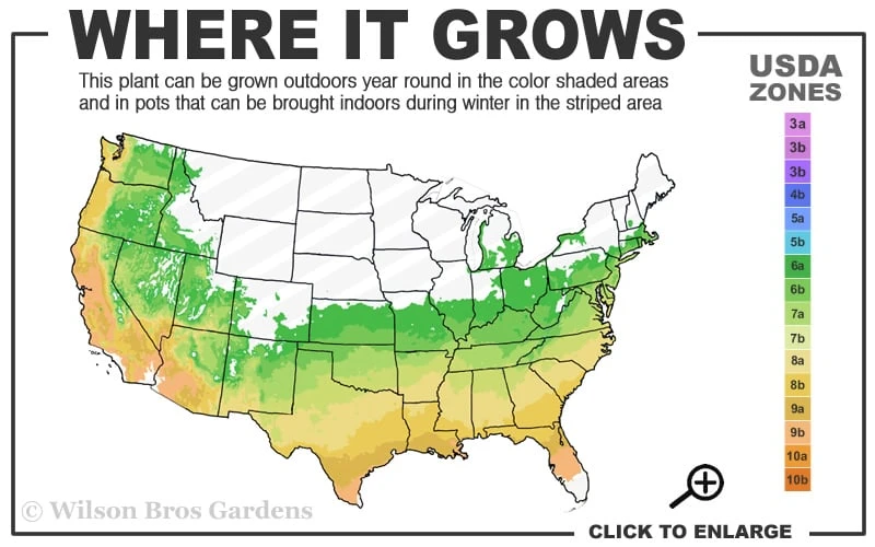Dragon Prince Cryptomeria - 2 Gallon Pot 3 Dragon Prince Cryptomeria - 2 Gallon Pot - Image 3