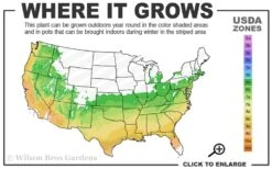 Andrew J. Boike Alabama Flame Native Azalea Azalea - 3 Gallon Pot -Cheap US Topiary Plant Store 6a 9b 74