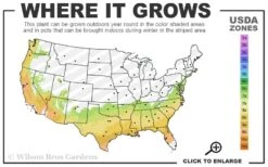 Autumn Starlite Encore Azalea - 3 Gallon Pot -Cheap US Topiary Plant Store 7A 9B 22