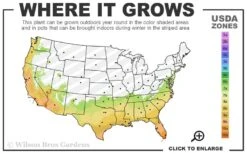 Queen Mum Agapanthus - 1 Gallon Pot -Cheap US Topiary Plant Store 7a 10b