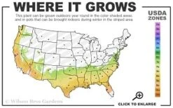 Miles High Weeping Deodar Cedar - 3 Gallon Pot -Cheap US Topiary Plant Store 7a 9b thumbnail