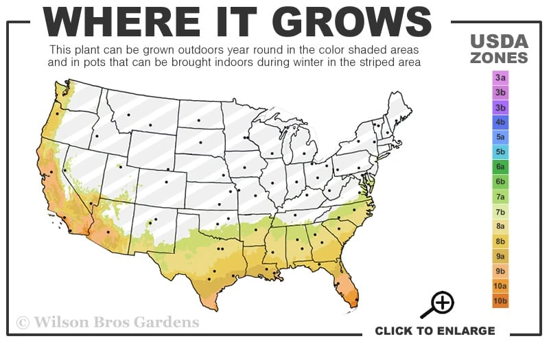 Sonset Hardy Lantana - 1 Gallon Pot 3 Sonset Hardy Lantana - 1 Gallon Pot - Image 3