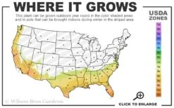 Mardi Gras Southern Indica Azalea - 1 Gallon Pot -Cheap US Topiary Plant Store 7b 10b 15