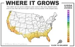 Brilliant Southern Indica Azalea - 1 Gallon Pot -Cheap US Topiary Plant Store 8a 11 6