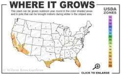 Yellow Butterfly African Iris - Dietes Bicolor - 1 Gallon Pot 5 Yellow Butterfly African Iris - Dietes Bicolor - 1 Gallon Pot -Cheap US Topiary Plant Store 9a 11 2