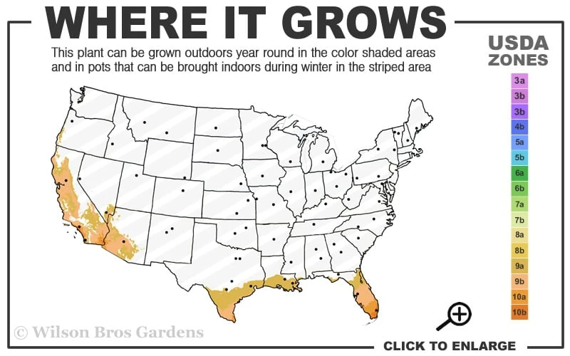 Yellow Butterfly African Iris - Dietes Bicolor - 1 Gallon Pot 3 Yellow Butterfly African Iris - Dietes Bicolor - 1 Gallon Pot - Image 3