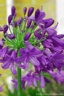 Ever Amethyst Agapanthus (Lily Of The Nile) - 3 Gallon Pot -Cheap US Topiary Plant Store Agapanthus Ever Amethyst 1