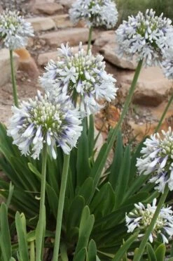Queen Mum Agapanthus - 1 Gallon Pot -Cheap US Topiary Plant Store Agapanthus Queen Mum 500x750 1