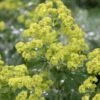 Thriller Lady's Mantle (Alchemilla Mollis) - 1 Gallon Pot