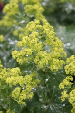 Auslese Lady's Mantle (Alchemilla Mollis) - 1 Gallon Pot 12 Auslese Lady's Mantle (Alchemilla Mollis) - 1 Gallon Pot -Cheap US Topiary Plant Store Alchemilla Mollis Thriller 1