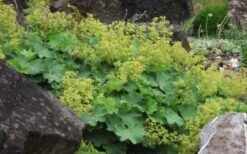 Auslese Lady's Mantle (Alchemilla Mollis) - 1 Gallon Pot 13 Auslese Lady's Mantle (Alchemilla Mollis) - 1 Gallon Pot -Cheap US Topiary Plant Store Alchemilla Mollis Thriller 2