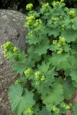 Thriller Lady's Mantle (Alchemilla Mollis) - 1 Gallon Pot -Cheap US Topiary Plant Store Alchemilla Mollis Thriller 4 1
