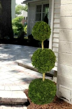 Emerald Green Arborvitae Poodle Tier Topiary (3 Ball) - 5 Gallon Pot -Cheap US Topiary Plant Store Arborvitae Emerald Green 3 Ball Poodle Tier 2