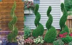 Emerald Green Arborvitae Spiral Topiary - 7 Gallon Pot -Cheap US Topiary Plant Store Arborvitae Emerald Green Spiral 800x500 2