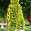 Highlights Arborvitae Thuja Janed Gold - 6 Gallon Pot