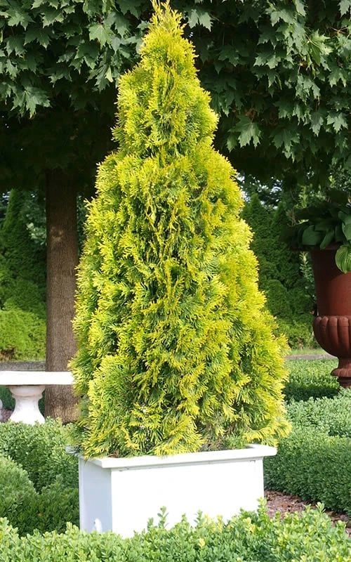 Highlights Arborvitae Thuja Janed Gold - 6 Gallon Pot 1 Highlights Arborvitae Thuja Janed Gold - 6 Gallon Pot
