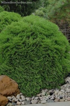 Tiny Tim Dwarf Globe Arborvitae - 2 Gallon Pot -Cheap US Topiary Plant Store Arborvitae Tiny Tim 11