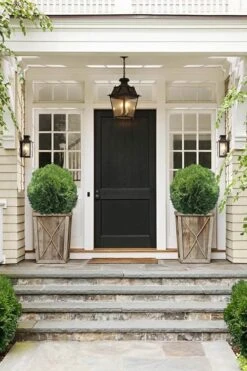 Tom Thumb Dwarf Globe Arborvitae - 1 Gallon Pot -Cheap US Topiary Plant Store Arborvitae Tom Thumb 10