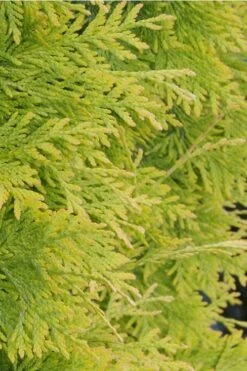 Yellow Ribbon Arborvitae (Thuja Occidentalis) - 1 Gallon Pot -Cheap US Topiary Plant Store Arborvitae Yellow Ribbon 2