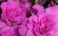 Amelia Rose Azalea - 1 Gallon Pot 9 Amelia Rose Azalea - 1 Gallon Pot -Cheap US Topiary Plant Store Azalea Amelia Rose 1