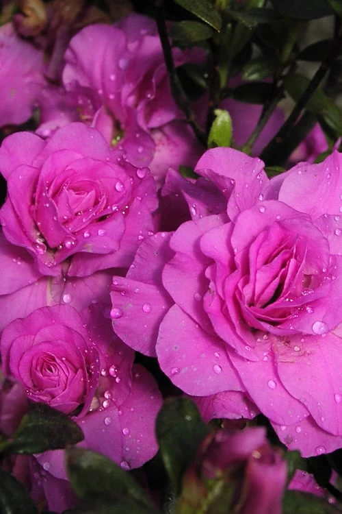 Amelia Rose Azalea - 1 Gallon Pot 1 Amelia Rose Azalea - 1 Gallon Pot