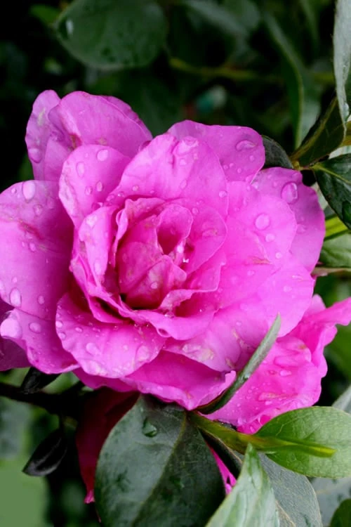 Amelia Rose Azalea - 1 Gallon Pot 4 Amelia Rose Azalea - 1 Gallon Pot - Image 4