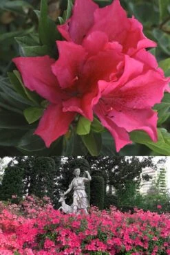 Brilliant Southern Indica Azalea - 1 Gallon Pot -Cheap US Topiary Plant Store Azalea Brilliant 500x700 1