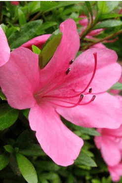 Chinzan Dwarf Azalea - 1 Gallon Pot -Cheap US Topiary Plant Store Azalea Chinzan 500x750 1
