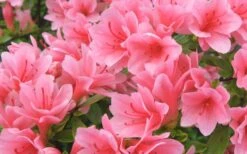Coral Bells Azalea - 2 Gallon Pot -Cheap US Topiary Plant Store Azalea Coral Bells